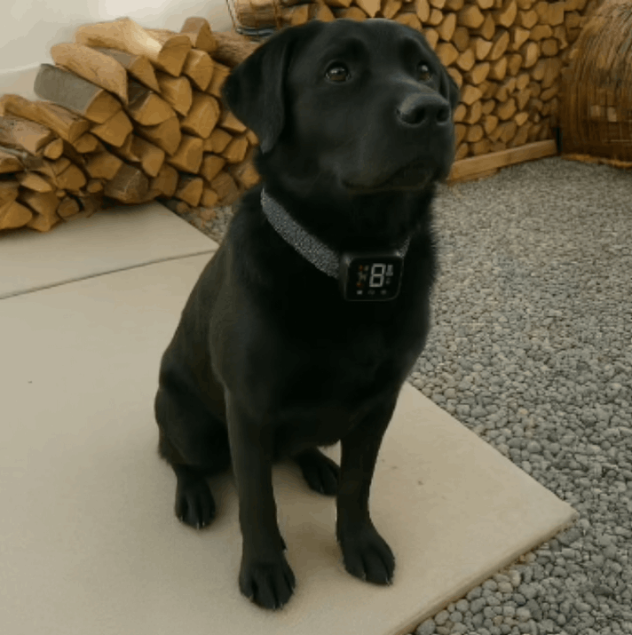 NooBark customer review Mark Turner